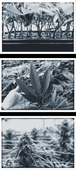 Cannabis photos