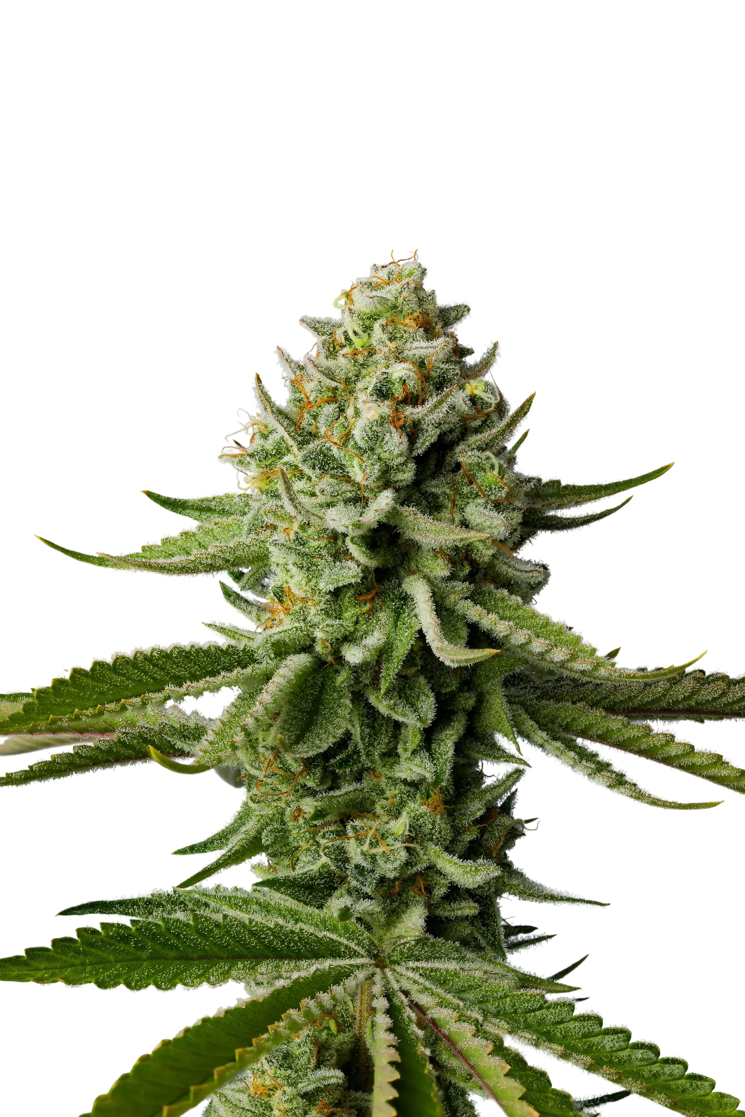 Black banner featuring a closeup of a cannabis flower.
