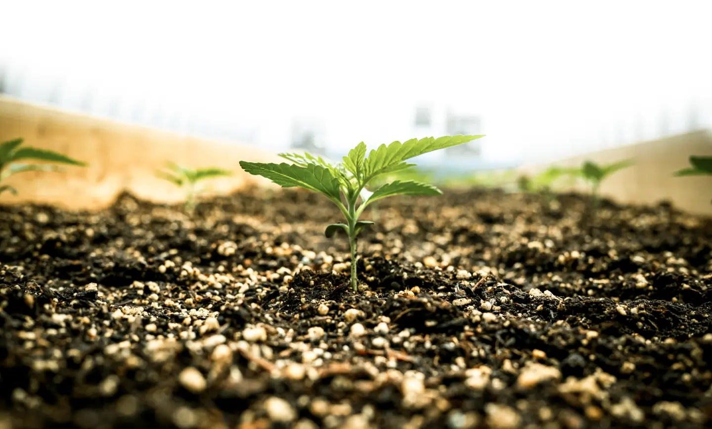 Cannabis plant in soil